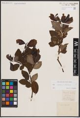 Foto von Salix caprea L. x Salix silesiaca Willd.